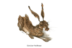 Stefan-Kahlhammer-Duerrer-Feldhase