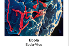 Seuchen_02_Ebola