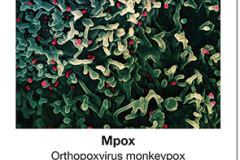 Seuchen_03_Mpox