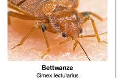 Ungeziefer_01_Bettwanze