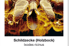 Ungeziefer_02_Schildzecke